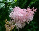 Filipendula rubra 'Venusta' - Spierstaude