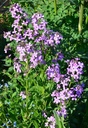Hesperis matronalis - Nachtviole