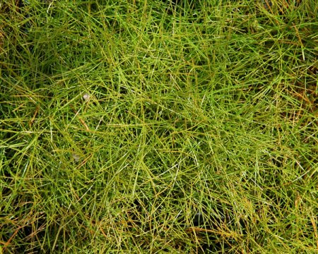 [0] Eleocharis acicularis - Nadelbinse