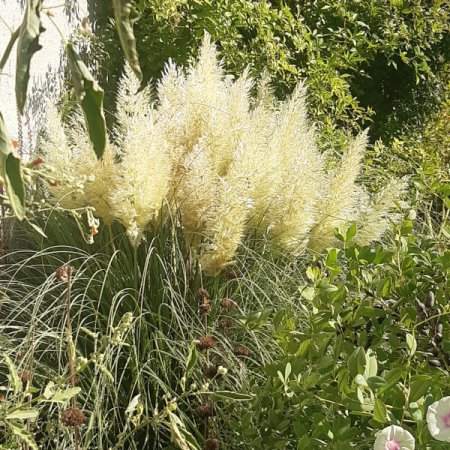 [0] Cortaderia selloana 'Pumila' - Pampasgras
