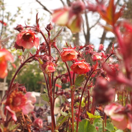 [0] Geum chiloense 'Tempo Rose' ® - Nelkenwurz