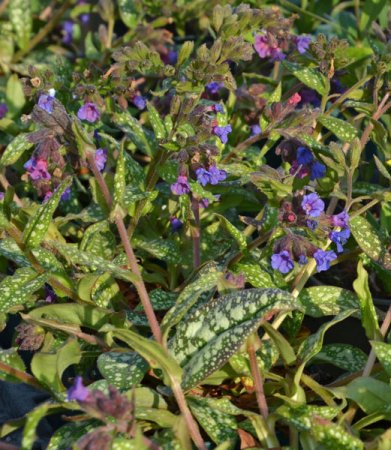 [0] Pulmonaria dacica ' Blue Ensign' - Lungenkraut