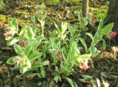 [0] Pulmonaria rubra 'David Ward' - Lungenkraut