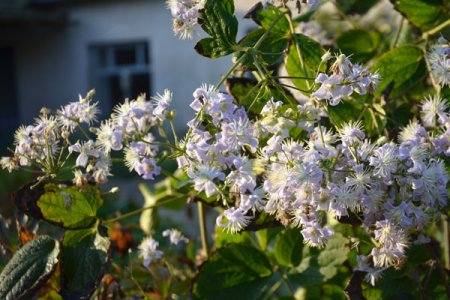 [0] Clematis 'Mrs. Robert Brydon' - Waldrebe