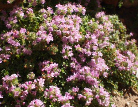 [0] Thymus serpyllum 'Elfin' - Thymian