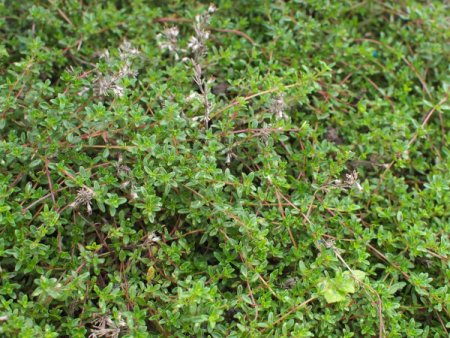 [0] Thymus serpyllum 'Magic Carpet' - Thymian