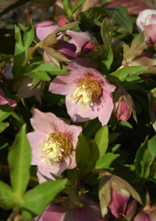 [0] Helleborus x orientalis Hybr. - Christrose