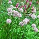 Allium 'Summer Beauty' - Zier-Lauch