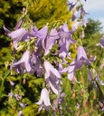 Campanula sarmatica 'Hemelstraling' - Glockenblume