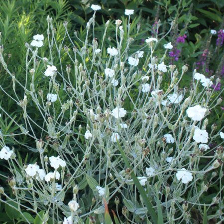 [0] Lychnis coronaria 'Alba' - Vexiernelke