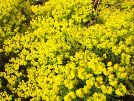 [0] Euphorbia cyparissias 'Fens Ruby' - Zypressen-Wolfsmilch