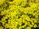 Euphorbia cyparissias 'Fens Ruby' - Zypressen-Wolfsmilch