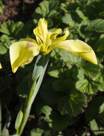[0] Iris pseudacorus 'Spartacus' - Sumpf-Schwertlilie