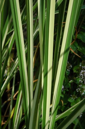 [0] Acorus calamus 'Argenteostriatus' - Gestreifter Kalmus