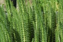 Hippuris vulgaris - Tannenwedel