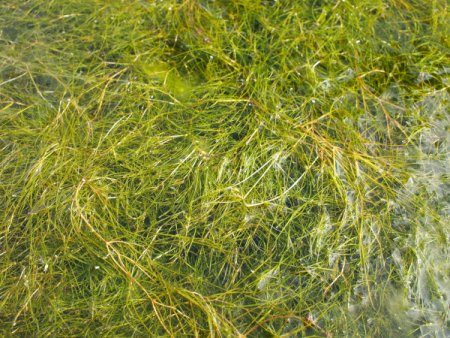 [0] Potamogeton filiformis - Faden-Laichkraut