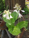 Hosta sieboldiana 'Blue Mammoth' - Hohe Funkie