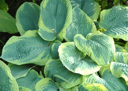 [0] Hosta sieboldiana 'Frances Williams' - Funkie