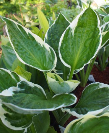 [0] Hosta x fortunei 'Minuteman' - Funkie