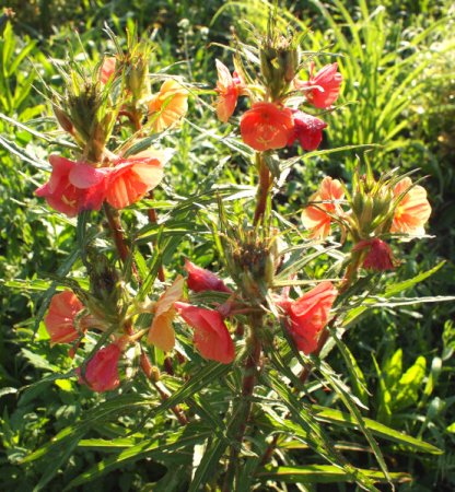 [0] Oenothera versicolor - Nachtkerze