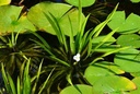 Stratiotes aloides - Krebsschere