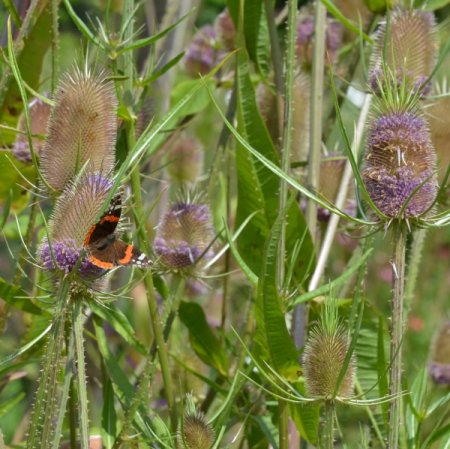 [0] Dipsacus sativus - Weber-Karde