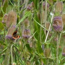 Dipsacus sativus - Weber-Karde