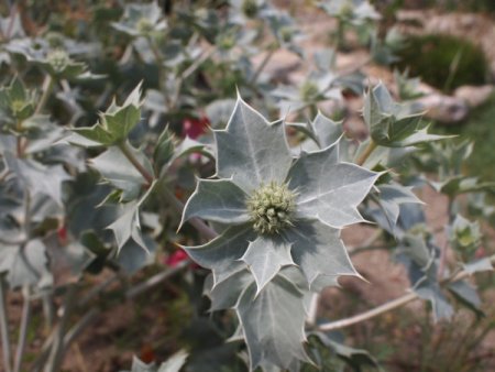 [0] Eryngium maritimum - Stranddistel