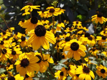 [0] Rudbeckia triloba - Dreilappiger Sonnenhut