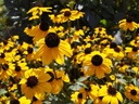 Rudbeckia triloba - Dreilappiger Sonnenhut