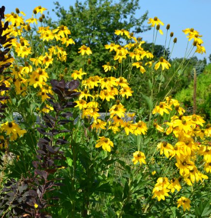 [0] Rudbeckia nitida 'Herbstsonne' - Fallschirm-Sonnenhut