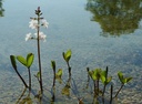 Menyanthes trifoliata - Fieberklee