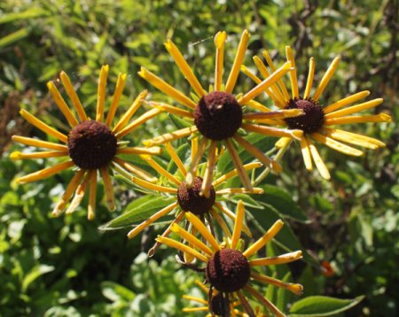 [0] Rudbeckia subtomentosa 'Henry Eilers' - Schwachfilziger Sonnenhut