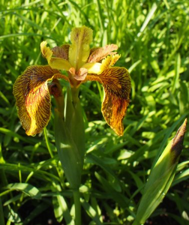 [0] Iris pseudacorus 'Berlin Tiger' - Sumpf-Schwertlilie