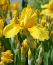 Iris (Barbata-Elatior) 'Ola Kala' - Hohe Schwertlilie