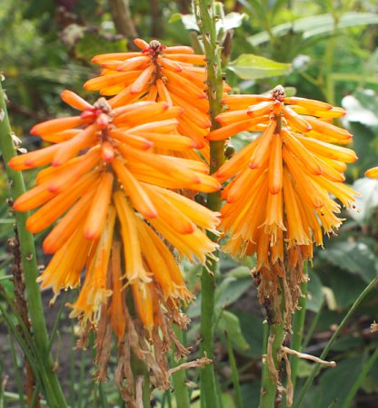 [0] Kniphofia uvaria 'Mango Popsicle' - Fackellilie