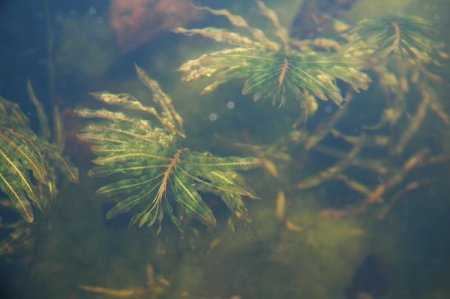 [0] Potamogeton crispus - Krauses Laichkraut