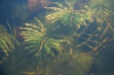 Potamogeton crispus - Krauses Laichkraut
