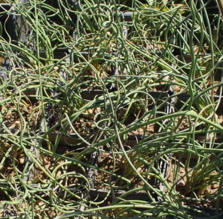 [0] Juncus inflexus 'Afro' - Blaugrüne Korkenzieher-Binse