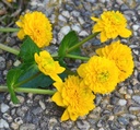 Caltha palustris 'Monstrosa' - Sumpf-Dotterblume