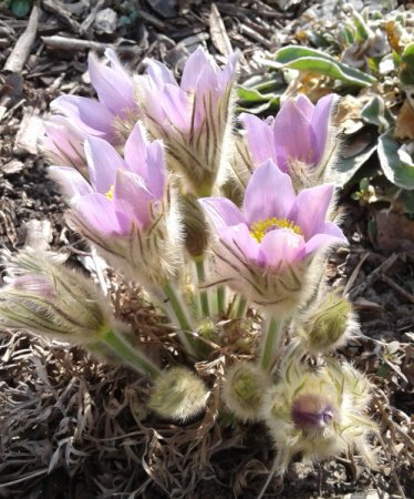 [0] Pulsatilla grandis - Große Kuhschelle
