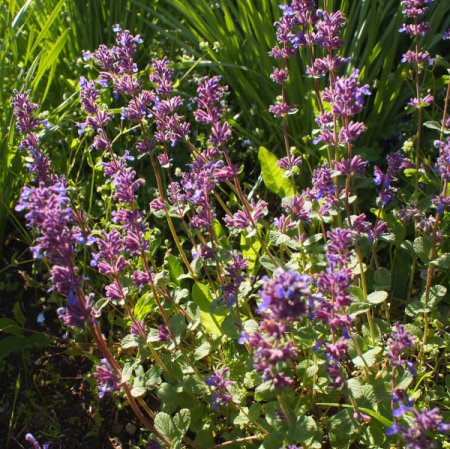 [0] Nepeta racemosa 'Grog' - Katzenminze