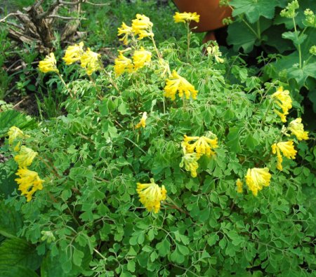 [0] Corydalis lutea - Lerchensporn