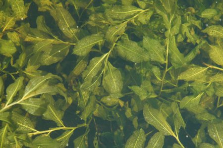 [0] Potamogeton lucens - Glänzendes Laichkraut