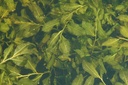 Potamogeton lucens - Glänzendes Laichkraut