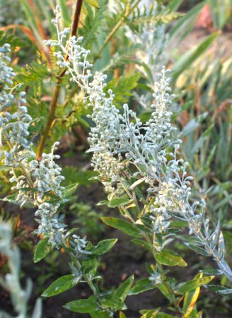 [0] Artemisia ludoviciana - Silberraute