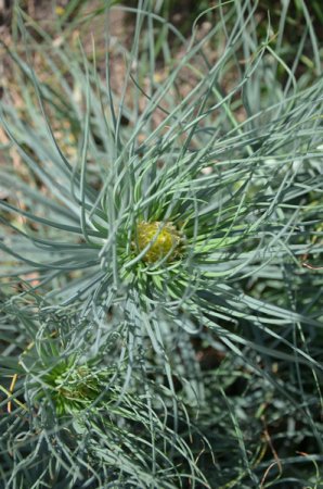 [0] Asphodeline lutea - Junkerlilie