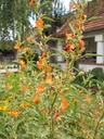 Sphaeralcea incana - Silber-Kugelmalve