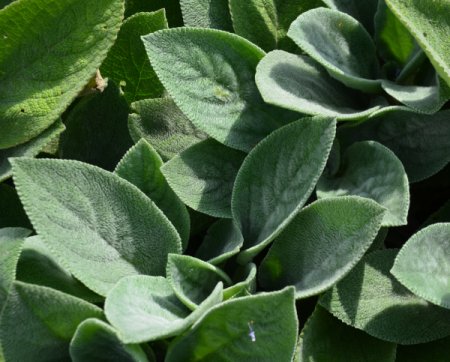 [0] Stachys byzantina 'Cotton Boll' - Woll-Ziest