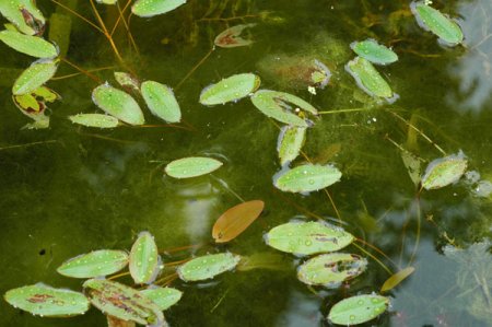 [0] Potamogeton natans - Schwimmendes Laichkraut